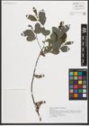 Foto von Salix helvetica Vill. x Salix silesiaca Willd.